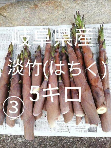 岐阜県産淡竹(はちく)5キロ 採れたて無農薬 新鮮たけのこ