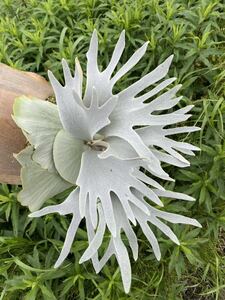 #comolebi# staghorn fern platycerium Platycerium fw