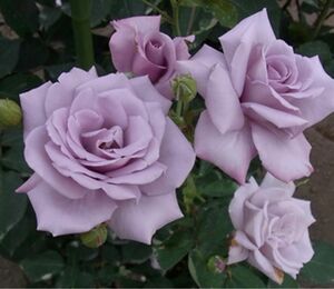 薔薇苗　ひばりが愛した紫の薔薇