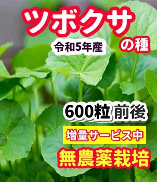 ツボクサの種【600粒】栽培期間中農薬不使用の種・★増量サービス中