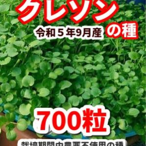 クレソンの種【700粒】★栽培期間中農薬不使用の種