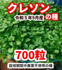 クレソンの種【700粒】★栽培期間中農薬不使用の種