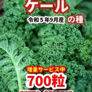 ケール　種【700粒】★増量サービス中★栽培期間中農薬不使用の種