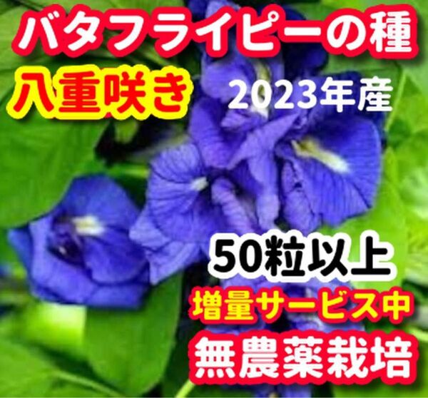 バタフライピーの種・八重咲き【50粒以上】★令和5年産・ベトナムの栽培方法記載