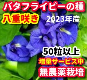 バタフライピーの種・八重咲き【50粒以上】★令和5年産・ベトナムの栽培方法記載