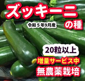 ズッキーニの種【20粒以上】★令和5年産・無農薬栽培の種