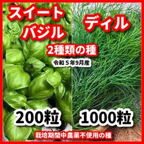 スイートバジル＆ディルの種【2種類セット】栽培期間中農薬不使用の種★令和5年9月