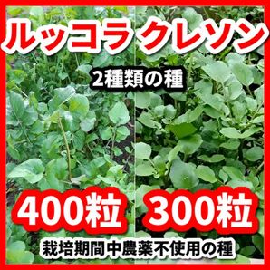 ルッコラ＆クレソンの種【2種類セット】栽培期間中農薬不使用の種令和5年9月