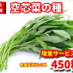 空芯菜種22g【450粒前後】農薬:栽培期間中不使用の種★ベトナムの栽培方法記載