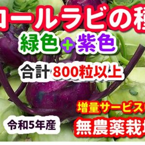 コールラビ種・合計800粒【各色400粒】無農薬栽培の種・色別の袋入り