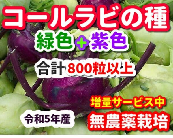 コールラビ種・合計800粒【各色400粒】無農薬栽培の種・色別の袋入り