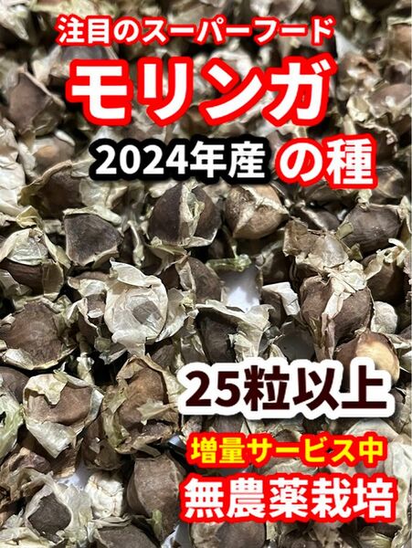 モリンガの種【25粒】栽培期間中　農薬不使用の種