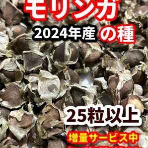 モリンガの種【25粒】栽培期間中　農薬不使用の種