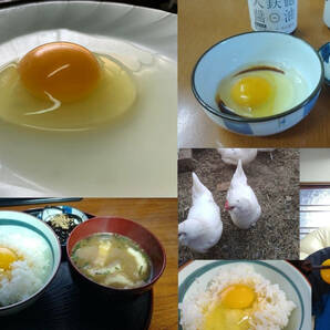 有精卵+平飼い～放し飼い+無洗卵 希少種・白色レグホーン交配「アローカナ」3個+日本在来種「あずさ」3個=「6個入りセット(食用)」の画像2