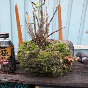 直ぐ苔の着く軽石☆軽石植え☆セッコク☆5