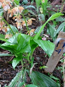 海老根、えびね、エビネ、自然種☆明茶弁薄い赤舌★11-4