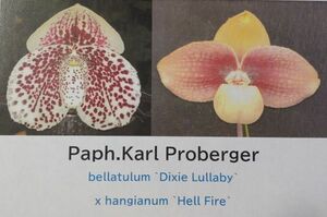 【北軽ガーデン】＊パフィオ＊最新交配フラスコ＊Paph.Karl Proberger＊パービ系人気品種＊ハンギアナム系＊濃色系＊優秀交配＊