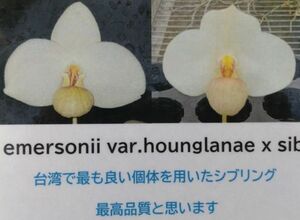 【北軽ガーデン】＊パフィオ＊Paph.emersonii var.hounglanae＊原種＊パービ系＊優秀血統＊芳香性＊ベトナム原産＊