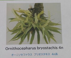 【北軽ガーデン】＊熱帯植物＊Ornithocepharus bryostacys 4n＊洋ラン原種＊オーニソセファラス　ブリオスタキス4ｎ＊エクアドル原産＊