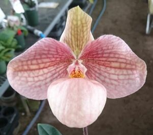 【北軽ガーデン】＊パフィオ＊Paph.Arco Hangilantern＊パービ系＊ハンギアナム系＊優秀交配濃＊ピンク大輪花＊お勧め品＊