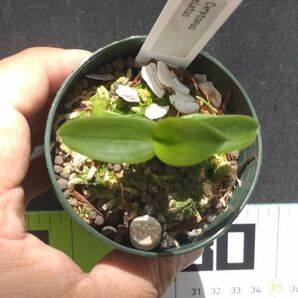 【北軽ガーデン】＊熱帯植物＊Cryptopus elatus＊洋ラン原種＊アングレコイド＊クリプトパス エラータス＊面白い花＊モーリシャス島原産＊の画像3