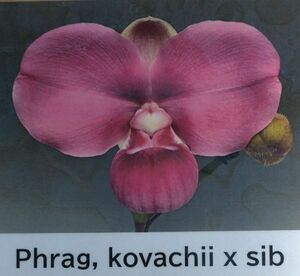 【北軽ガーデン】＊フラグミ＊Phrag.kovachii x sib＊原種＊コバチー＊人気種＊最新シブリング＊ペルー原産＊