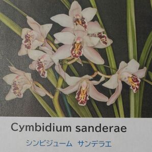 【北軽ガーデン】＊熱帯植物＊Cybodium sanderae ＊原種シンビ＊シンビジューム サンデラエ＊美花種＊本物＊ミャンマー原産＊の画像1