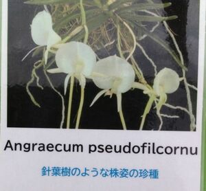 【北軽ガーデン】＊熱帯植物＊Angcm.pseudofilcornu＊アングレカム＊洋ラン原種＊小型種＊希少種＊マダガスカル島原産＊