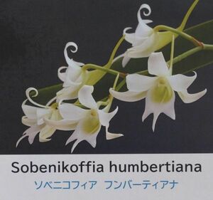 【北軽ガーデン】＊熱帯植物＊Sobenikoffia humbertiana＊洋ラン原種＊ソベニコフィア　フンバーティアナ＊芳香性＊マダガスカル島原産＊