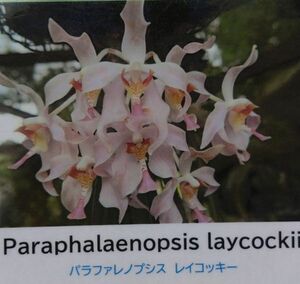 【北軽ガーデン】＊熱帯植物＊Paraphalaenopsis laycockii＊洋ラン原種＊パラファレノプシス　レイコッキー＊美花種＊ボルネオ島原産＊