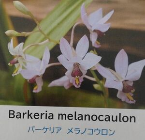 【北軽ガーデン】＊熱帯植物＊Barkeria melanocaulon＊洋ラン原種＊バーケリア　メラノコウロン＊藤色の花＊メキシコ原産＊