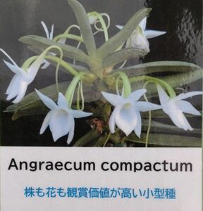 【北軽ガーデン】＊熱帯植物＊Angcm.compactum＊アングレカム＊原種＊希少種＊株姿良い＊お勧め品＊マダガスカル島原産＊