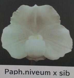 【北軽ガーデン】＊パフィオ＊Paph.niveum x sib＊原種＊ブラキ系＊ニビウム最新シブリング＊優秀交配＊タイ原産＊