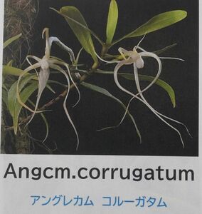 【北軽ガーデン】＊熱帯植物＊Angcm.corrugatum＊洋ラン原種＊アングレカム　コルーガタム＊奇妙な花＊コモロ島原産＊