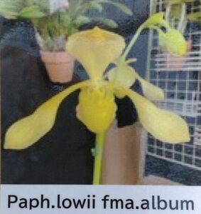 【北軽ガーデン】＊パフィオ＊Paph.lowii fma.album x sib＊原種＊ポリアンサ系＊ローウィーアルバローウィーボルネオ島原産＊