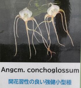 【北軽ガーデン】＊熱帯植物＊Angcm.conchoglossum＊アングレカム＊洋ラン原種＊希少種＊強健種＊マダガスカル島原産＊