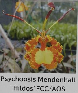 【北軽ガーデン】＊熱帯植物＊Psychopsis Mendenhall `Hildos`FCC/AOS＊洋ラン＊サイコプシスメンデンホール＊巨大輪＊入賞花＊見事な花＊