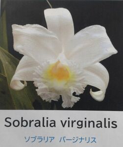 【北軽ガーデン】＊熱帯植物＊Sobralia virginalis＊洋ラン原種＊ソブラリア　バージナリス＊純白大輪花＊コロンビア原産＊