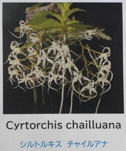 【北軽ガーデン】＊熱帯植物＊Cyrtorchis chailluana ＊洋ラン原種＊アングレコイド＊シルトルキス　チャイルアナ＊西アフリカ原産＊