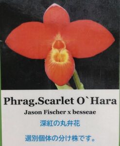 【北軽ガーデン】＊フラグミ＊Phrag.Scarlet O`Hara＊深紅の花の優秀品種＊丸弁良個体分け株＊スカーレットオハラ＊