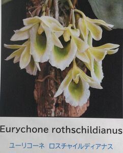 【北軽ガーデン】＊熱帯植物＊Eurychone rothschildianus＊洋ラン＊アングレコイド＊ユーリコーネロスチャイルディアナス＊西アフリカ＊