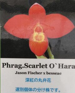 【北軽ガーデン】＊フラグミ＊Phrag.Scarlet O`Hara＊深紅の花の優秀品種＊丸弁良個体分け株＊スカーレットオハラ＊