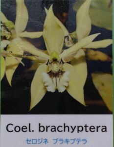 【北軽ガーデン】＊熱帯植物＊Coelogyne brachyptera＊洋ラン原種＊セロジネ　ブラキプテラ＊グリーン美花＊芳香性＊ベトナム原産＊