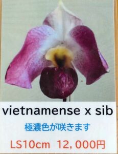 【北軽ガーデン】＊パフィオ＊Paph.vietnamense x sib＊原種＊パービ系＊ベトナメンセ＊ハワイの優秀実生＊濃色系統＊ベトナム原産＊