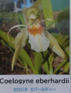 【北軽ガーデン】＊熱帯植物＊Coelogyne eberhardii＊洋ラン原種＊セロジネ　エバールディー＊セロジネ珍種＊ベトナム原産＊