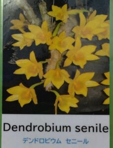 【北軽ガーデン】＊熱帯植物＊Dendrobium senile＊洋ラン原種＊細毛をまとったデンドロ＊デンドロビウム　セニール＊タイ原産＊