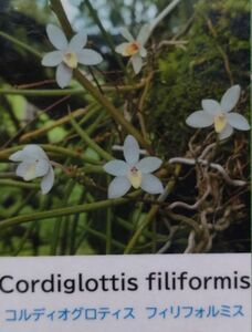 【北軽ガーデン】＊熱帯植物＊Cordioglottis filiformis＊洋ラン＊バンダ系珍種＊コルディオグロティス　フィリフォルミス＊ボルネオ原産＊