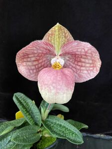 【北軽ガーデン】＊パフィオ＊Paph.Liberty Taiwan＊パービ系＊ハンギアナム系＊人気品種＊見ごたえある美花品種＊リバティータイワン＊