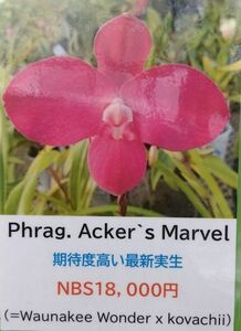 【北軽ガーデン】＊フラグミ＊Phrag.Acker`s Marvel＊フラグミ　アッカーズマーベル＊コバチー系最新交配＊大輪美花＊優秀交配＊