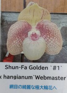 【北軽ガーデン】＊パフィオ＊Paph.shun-Fa Golden x hangianum＊パービ系最新交配＊ハンギアナム系＊大輪の迫力ある花＊